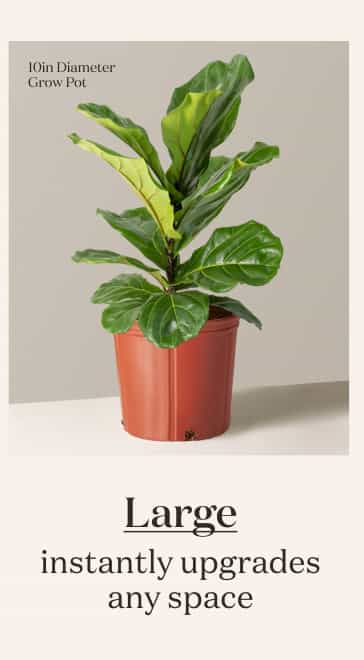 Large Fiddle Fig