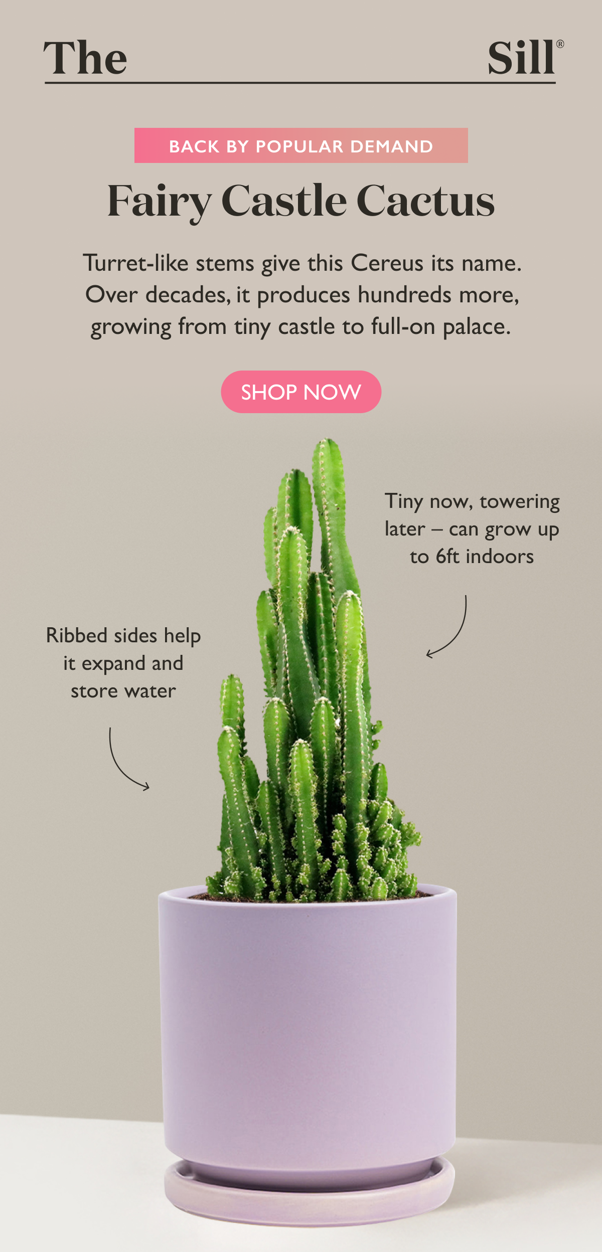 Back by Popular Demand: Fairy Castle Cactus