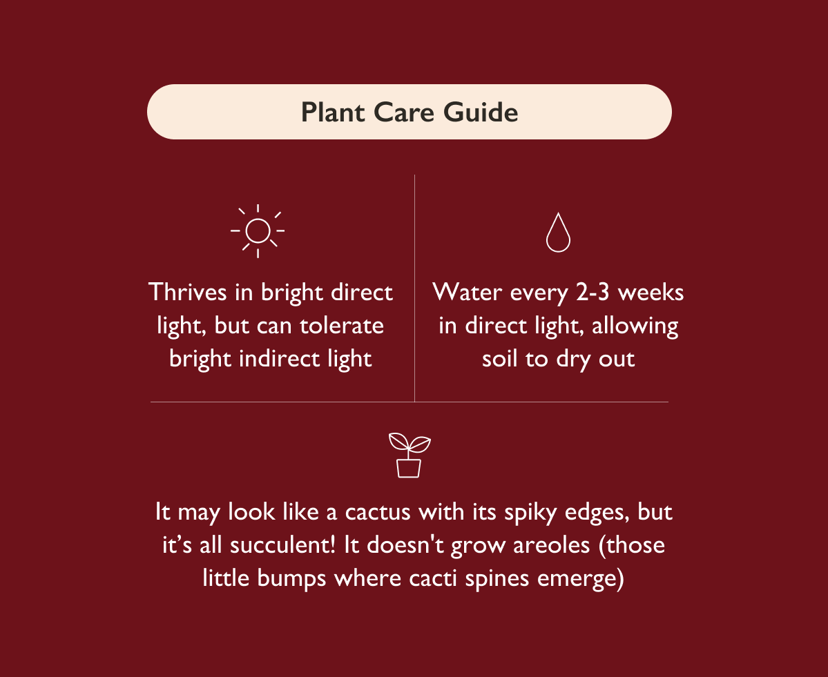 Plant Care: Thrives in bright direct light, but can tolerate bright indirect light. Water every 2-3 weeks, allowing soil to dry out. 