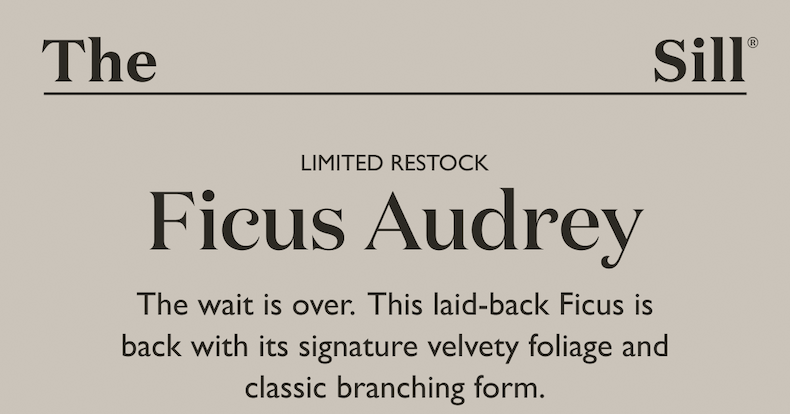 The wait is over. This laid-back Ficus is back with its signature velvety foliage and classic branching form.