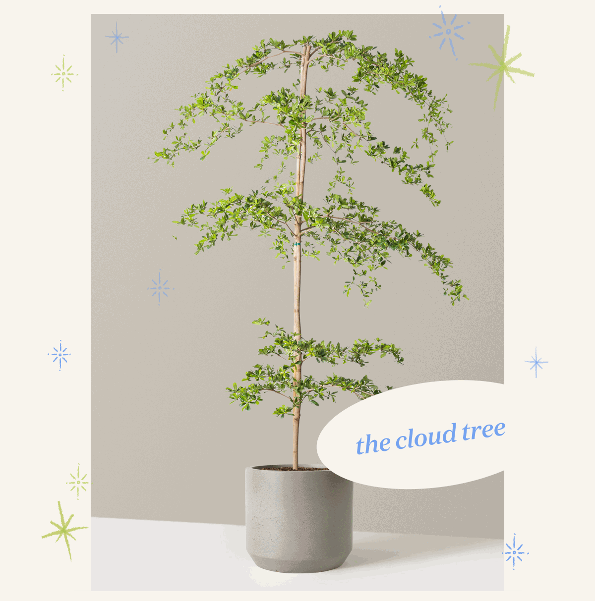 The Cloud Tree or Black Olive Tree