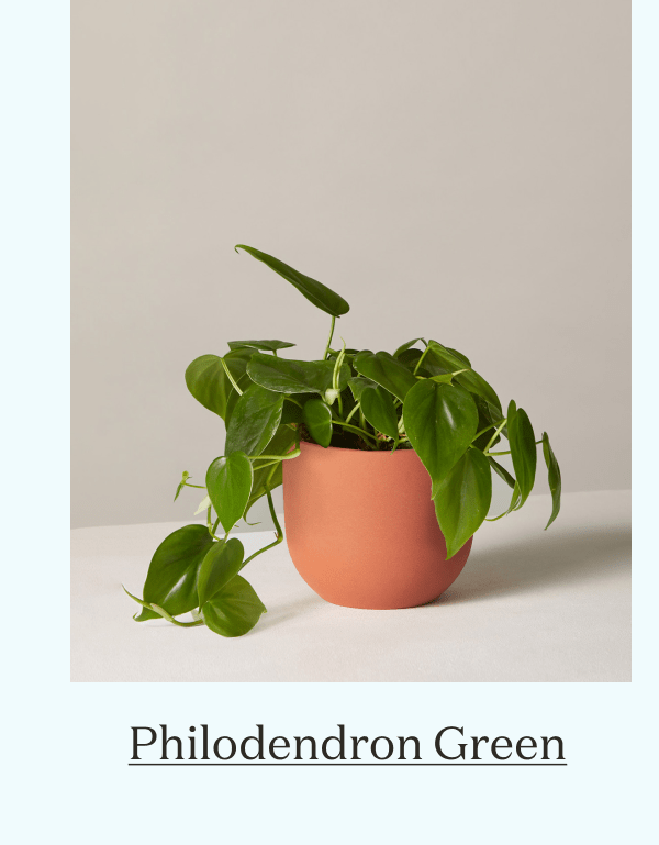 Philodendron Green