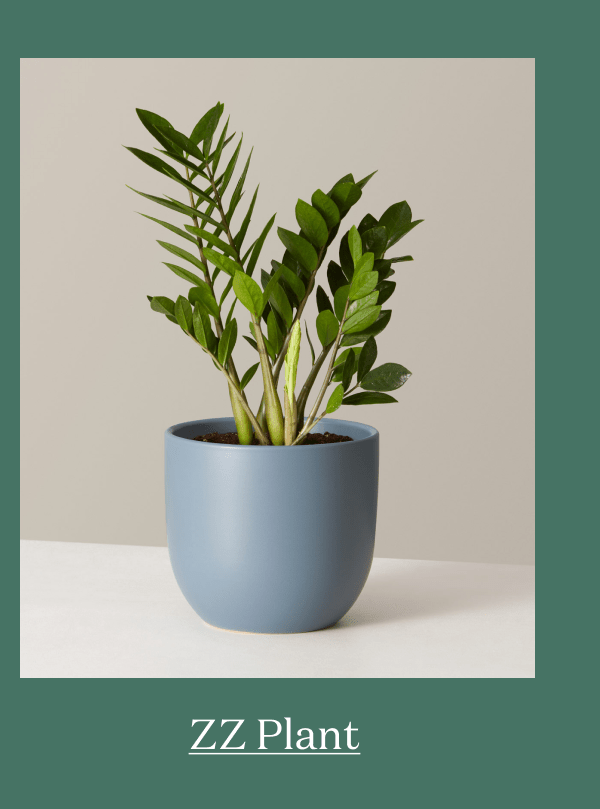 ZZ Plant