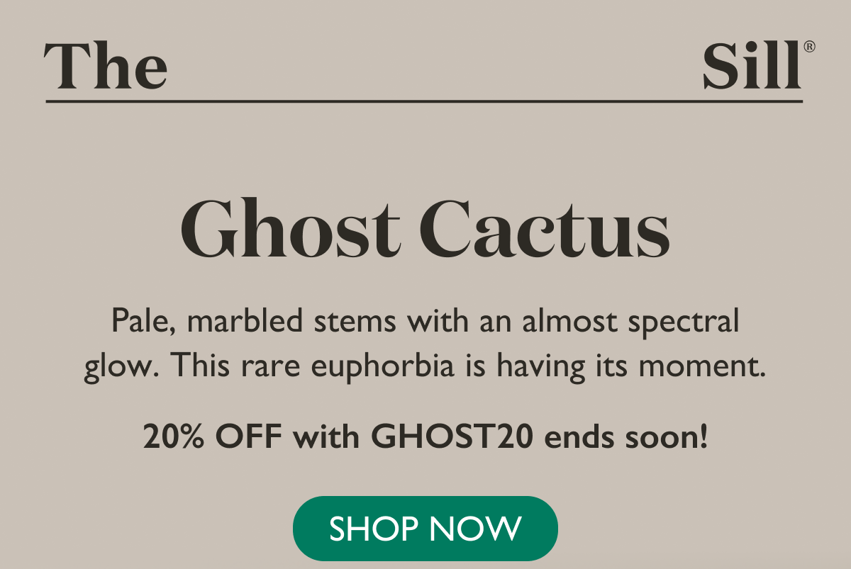 Meet the Ghost Cactus - 10% Off with GHOST20