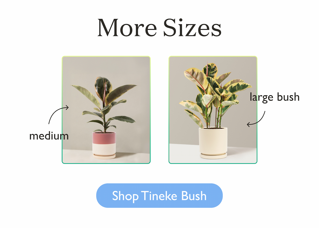 More Ficus Tineke Shapes and Sizes