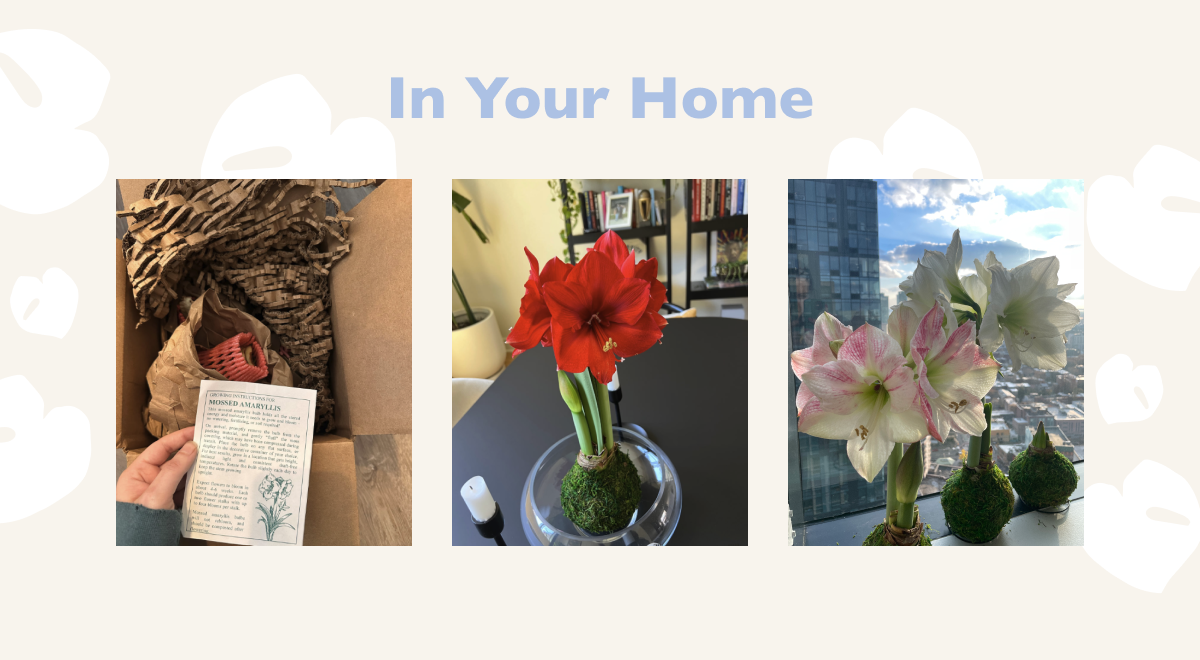 Waxed Amaryllis Bulbs spotted in happy customers' homes.