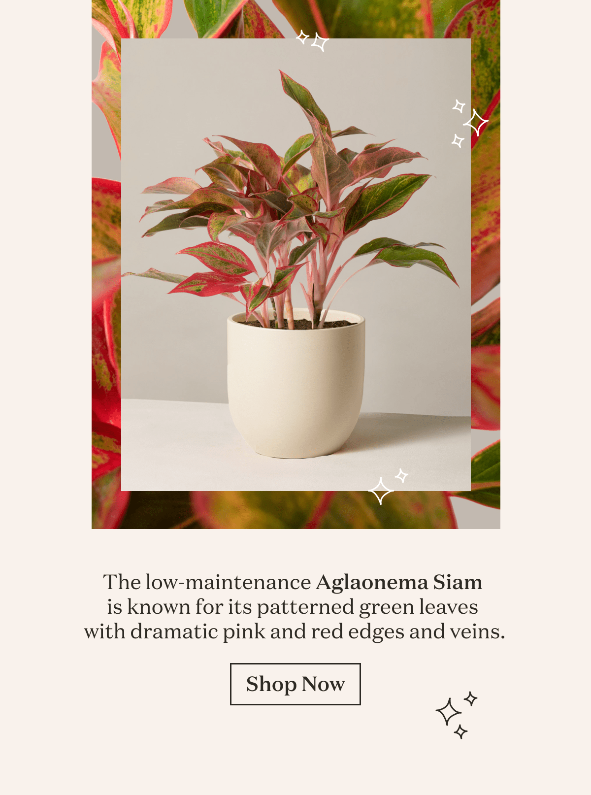 The low-maintenance Aglaonema Siam is known for its patterned green leaves with dramatic pink and red edges and veins.