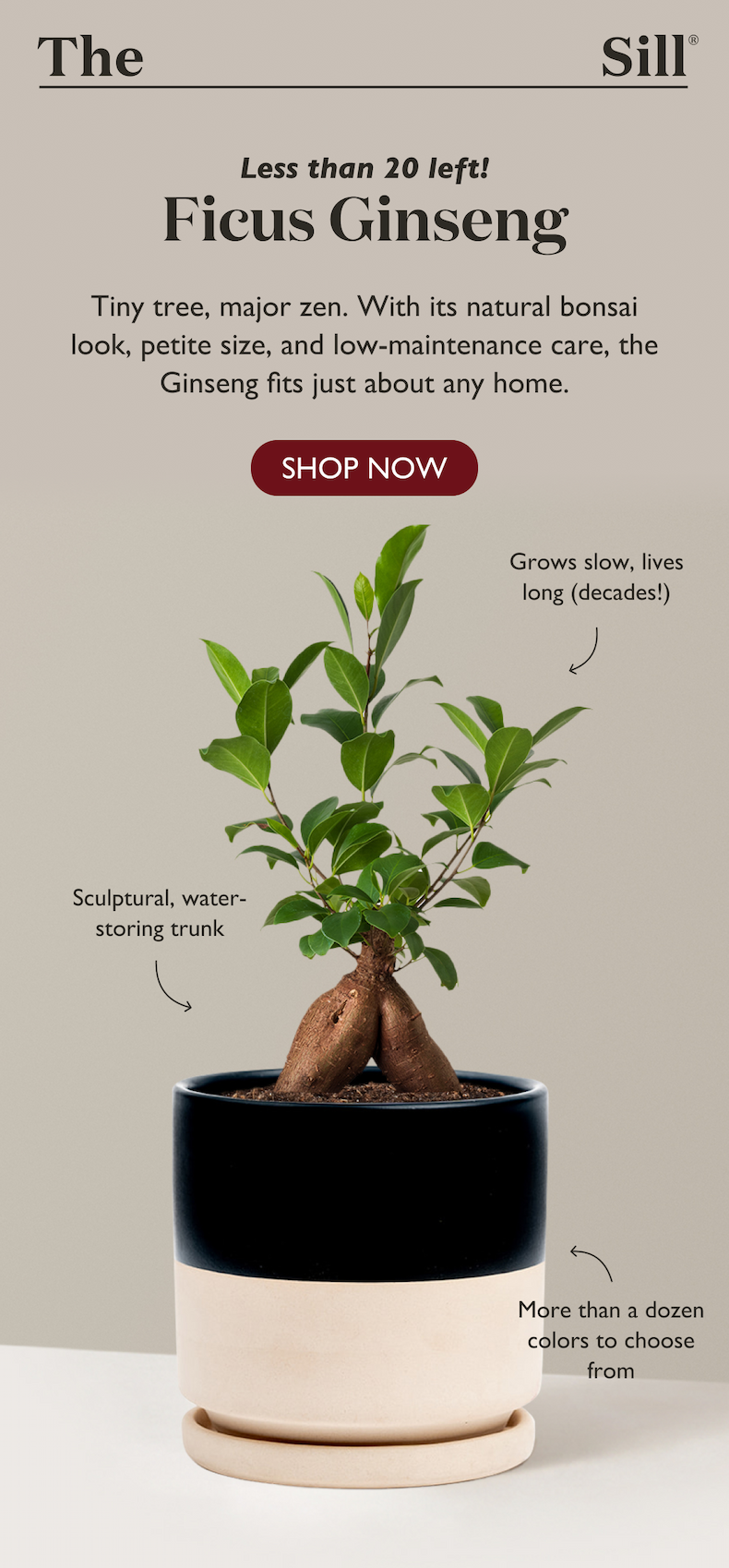 Less than 20 Ficus Ginseng plants left. Tiny tree, major zen. With its natural bonsai look, petite size, and low-maintenance care, the Ginseng fits just about any home.