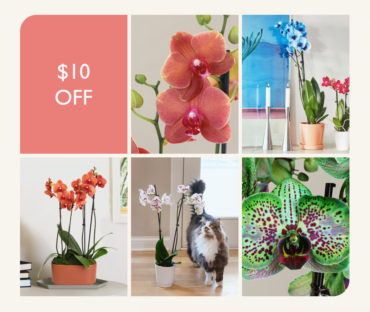 Heart Orchids, Large Double Orchids, Pet Friendly Orchids