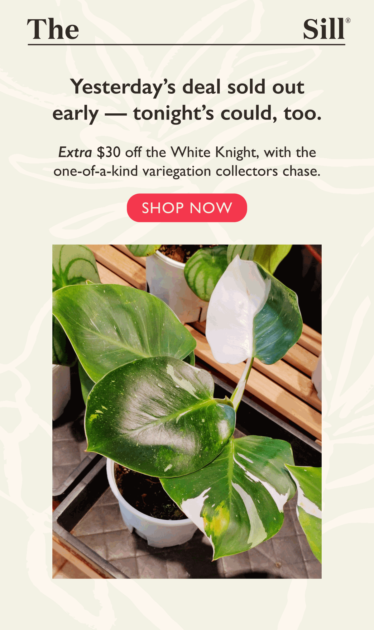 Extra $30 off the Philodendron White Knight ends soon! Shop now. Pictured: White Knight Customer Photo Extra $30 off the Philodendron White Knight ends soon! Shop now. Pictured: White Knight Customer Photo