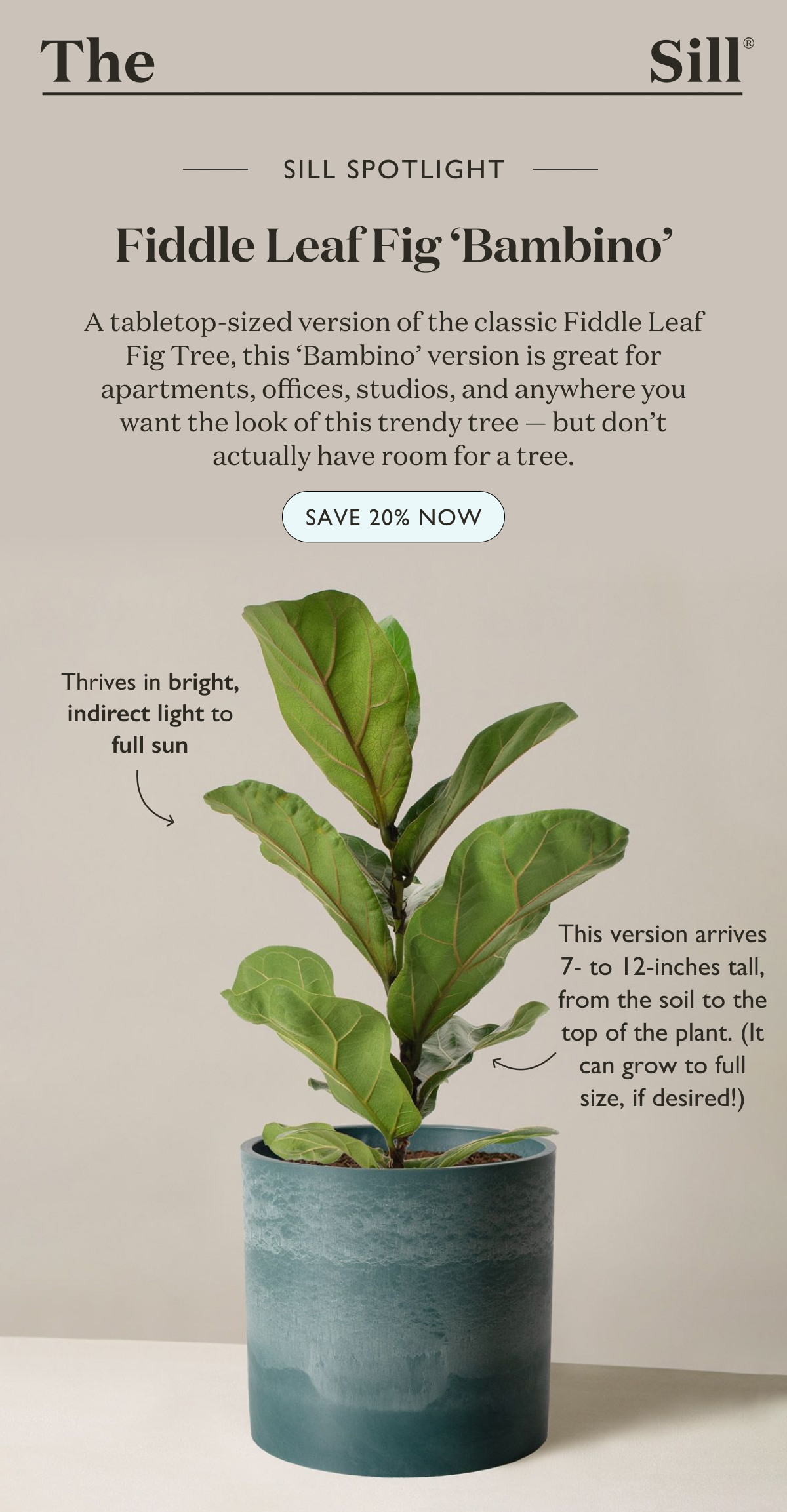 20% off Fiddle Leaf Fig Bambino