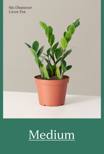 Medium ZZ Plant