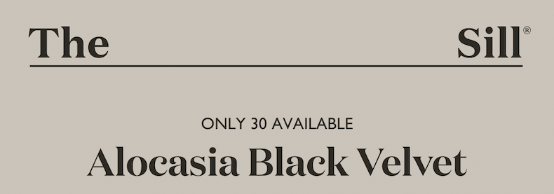 Only 30 Available: Alocasia Black Velvet
