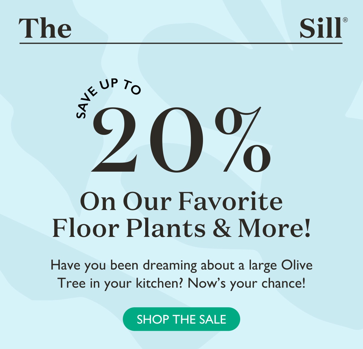 Up to 20% OFF: Have you been dreaming about a large Olive Tree in your kitchen? Now's your chance! Shop our sitewide sale. 