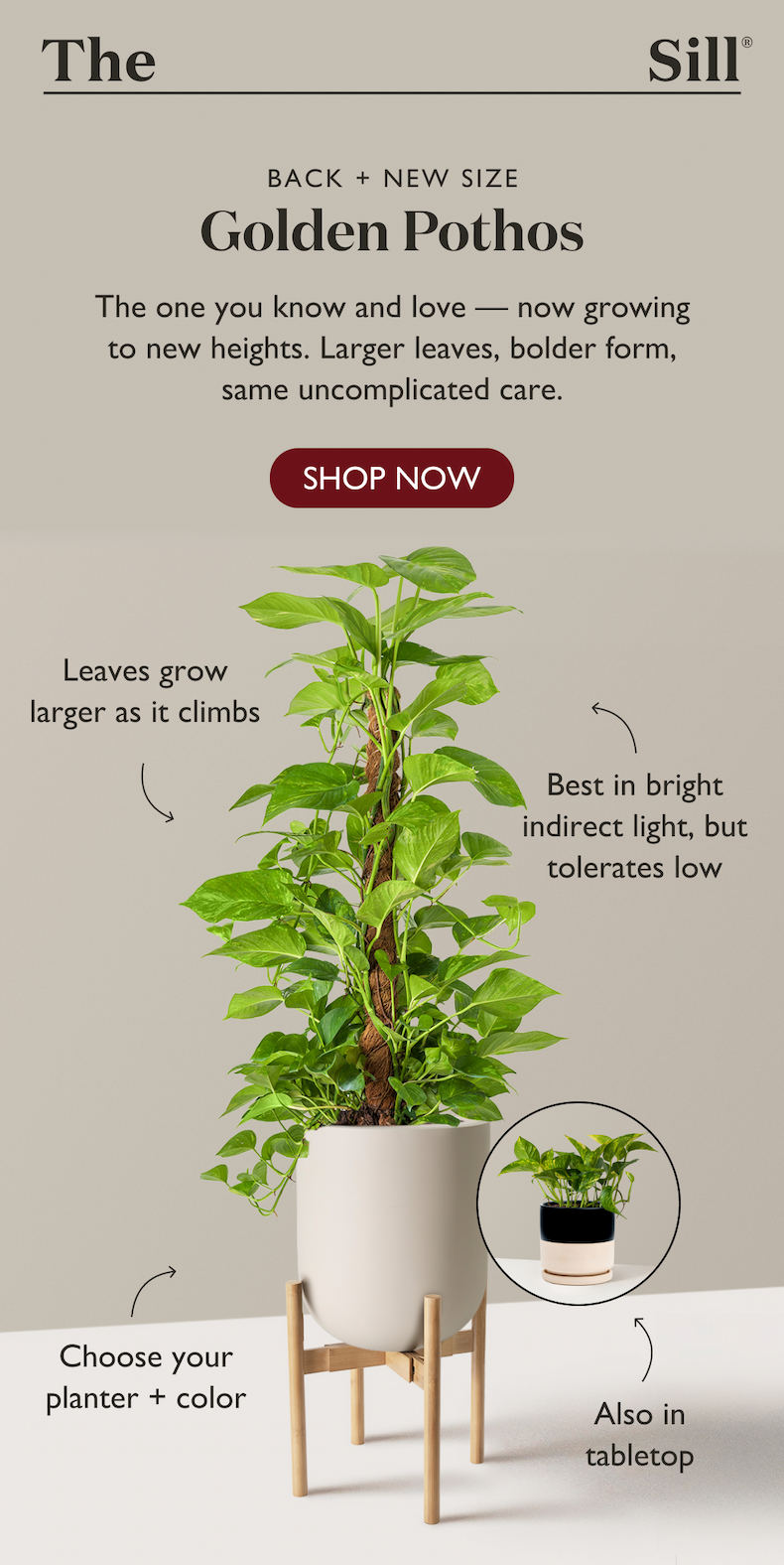 The Golden Pothos is back in stock and in a new size. Larger leaves, bolder form, same uncomplicated care. Shop now. 