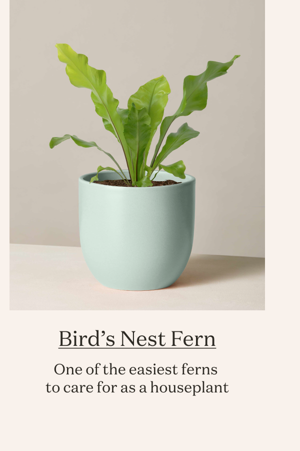 Bird's Nest Fern