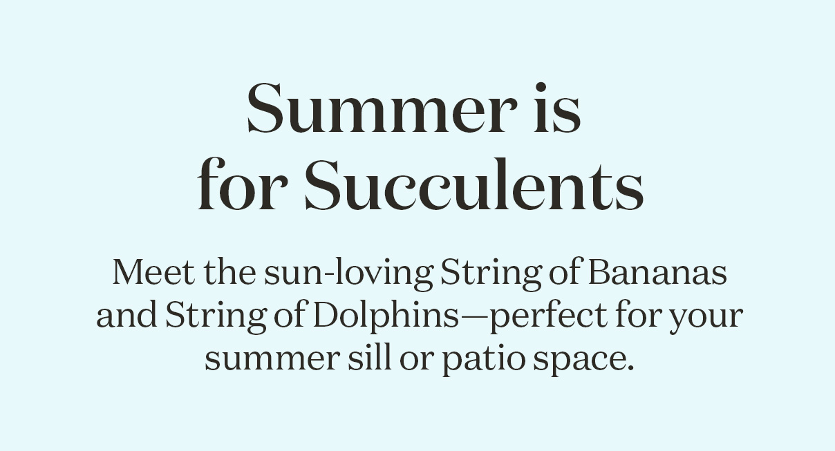 Summer is for Succulents