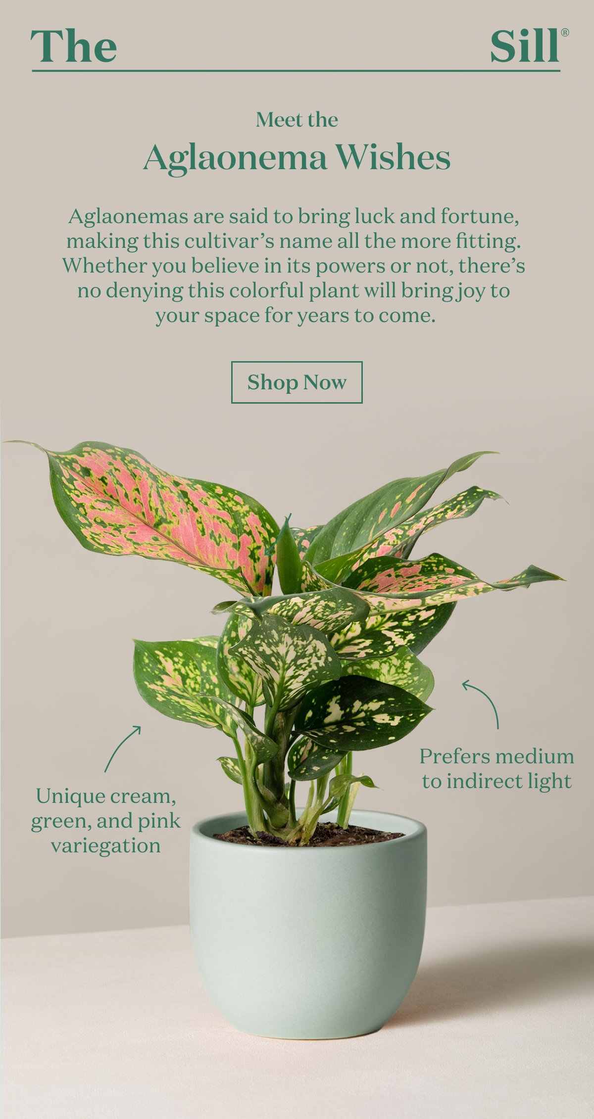 Meet the Aglaonema Wishes   Aglaonemas are said to bring luck and fortune, making this cultivar's name all the more fitting. Whether you believe in its powers or not, there's no denying this colorful plant will bring joy to your space for years to come. 