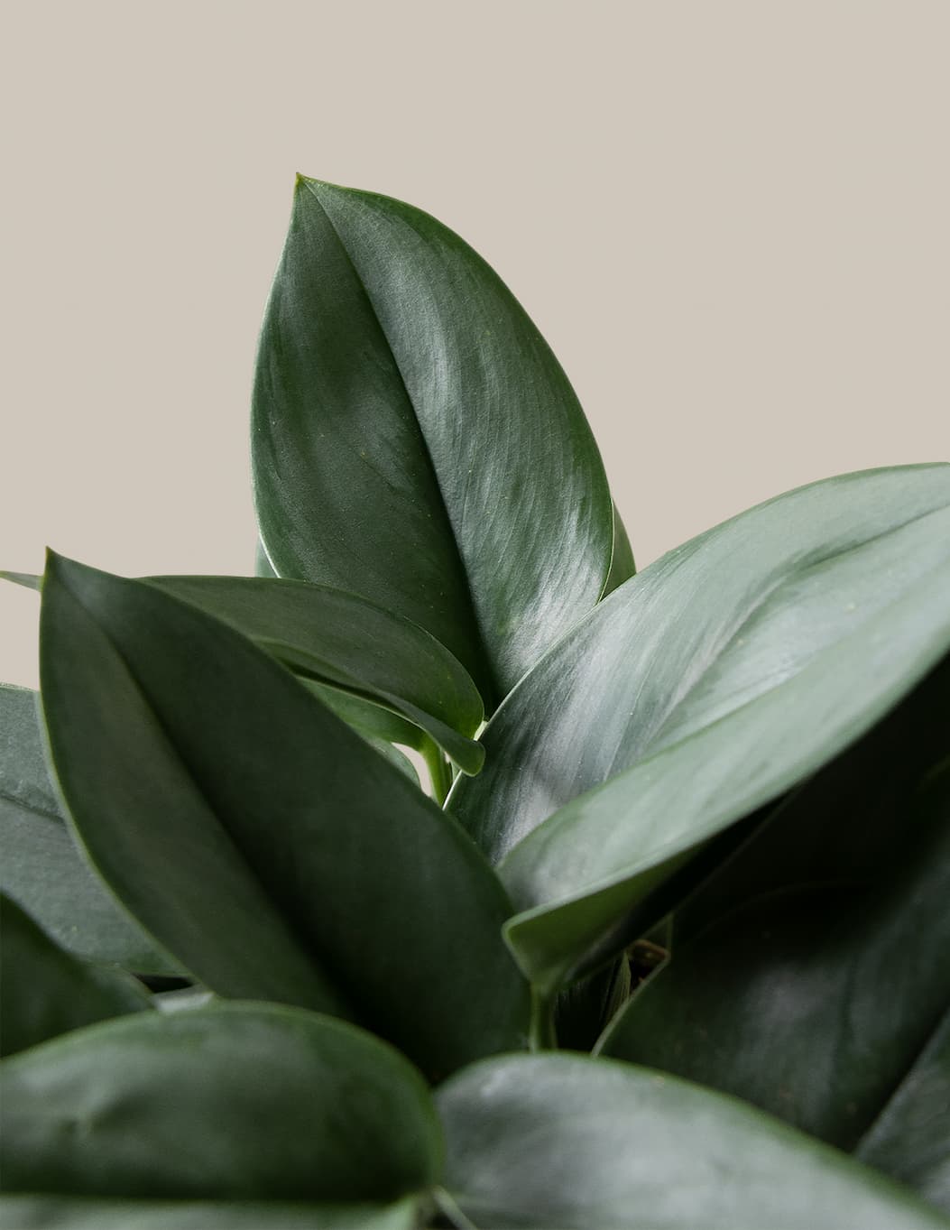 Pothos Sterling Silver close up of leaves. 