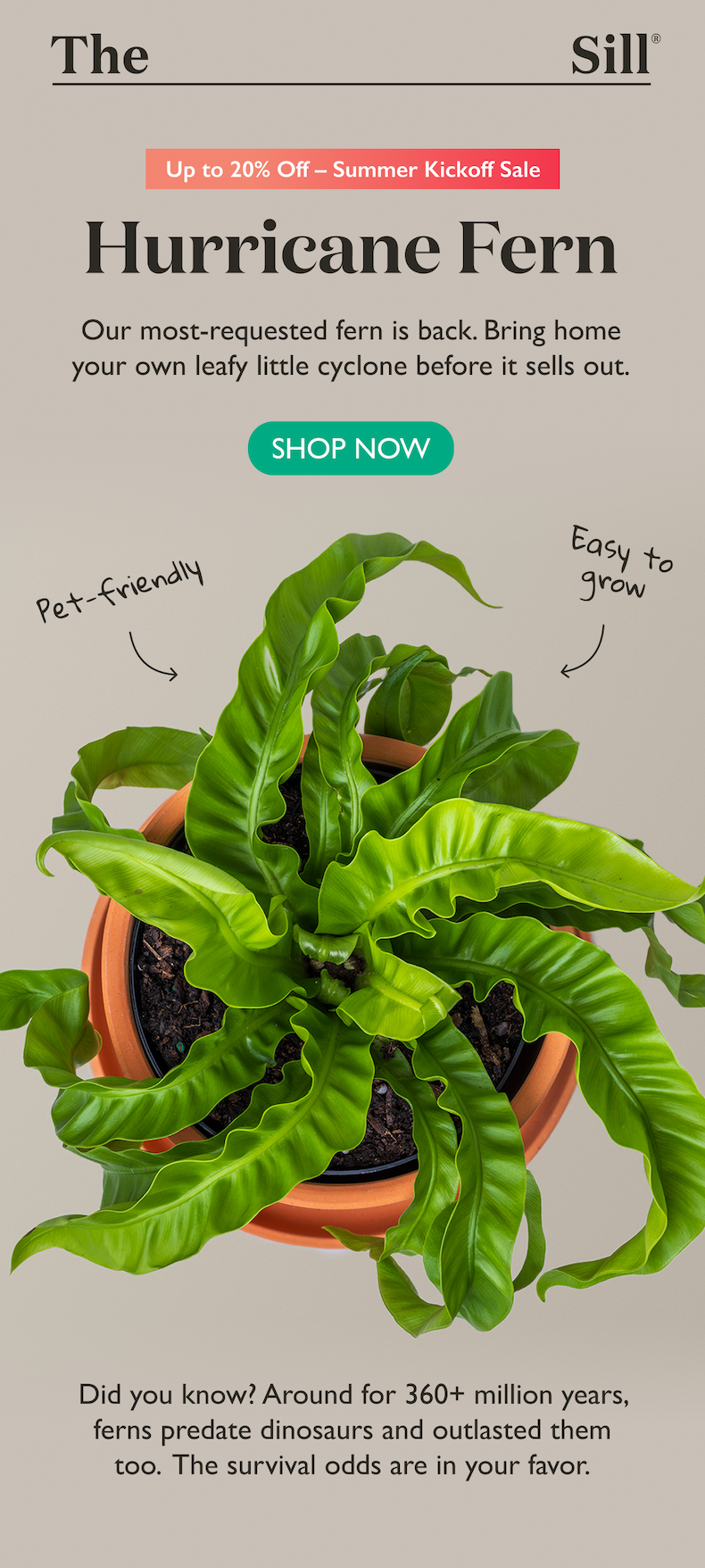 Our most-requested fern is back. Bring home your own leafy little cyclone before it sells out.