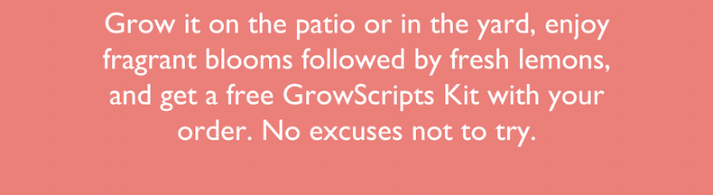Grow it on the patio or in the yard, enjoy fragrant blooms followed by fresh lemons, and get a free GrowScripts Kit.