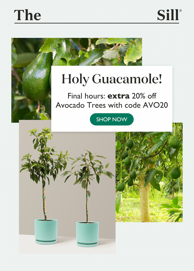 Final hours! Extra 20% off Avocado Trees with AVO20. Pictured: Avocado Trees