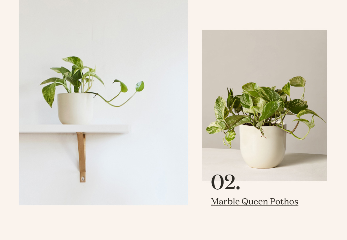 Marble Queen Pothos