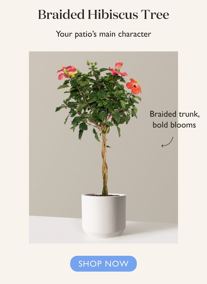 Braided Hibiscus Tree: Your patio's main character 