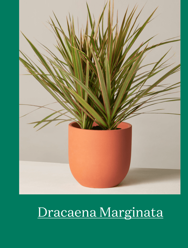 Dracena Marginata