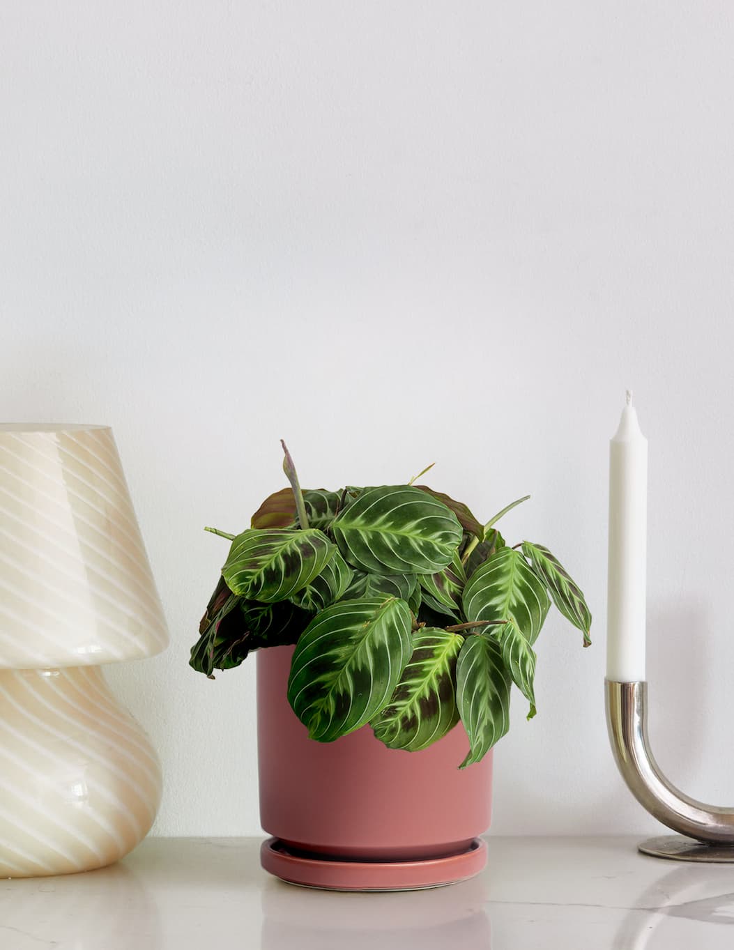 Black Prayer Plant on shelf. 