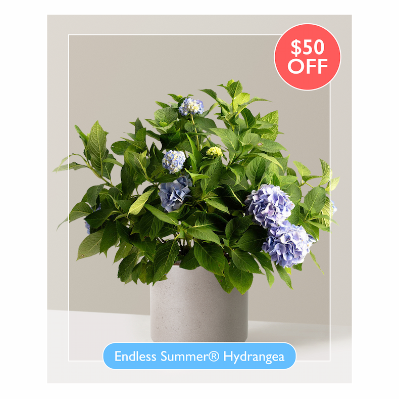 Endless Summer Hydrangea