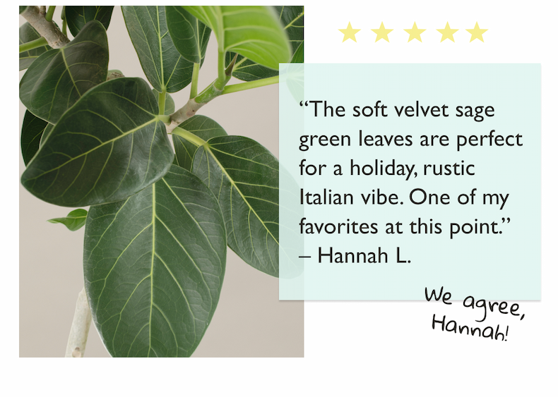 "The soft velvet sage green leaves are perfect for a holiday, rustic Italian vibe. One of my favorites at this point." - Hannah L.