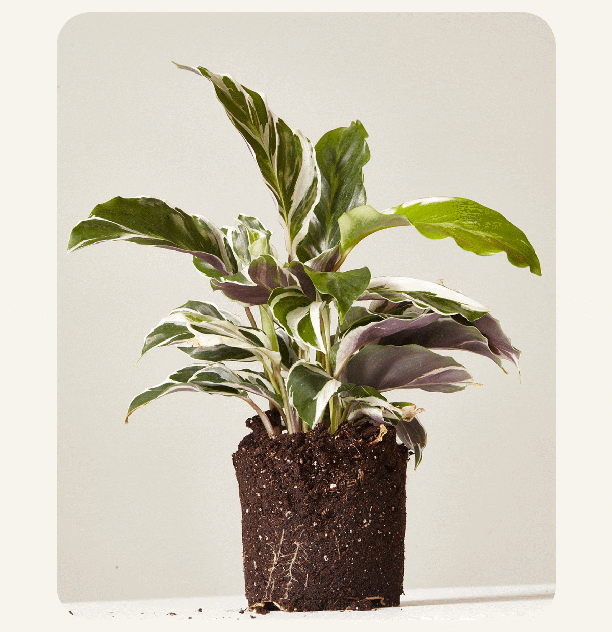 Calathea White Fusion