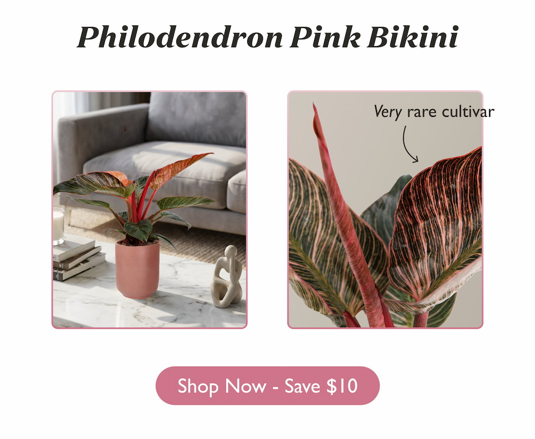 Philodendron Pink Bikini
