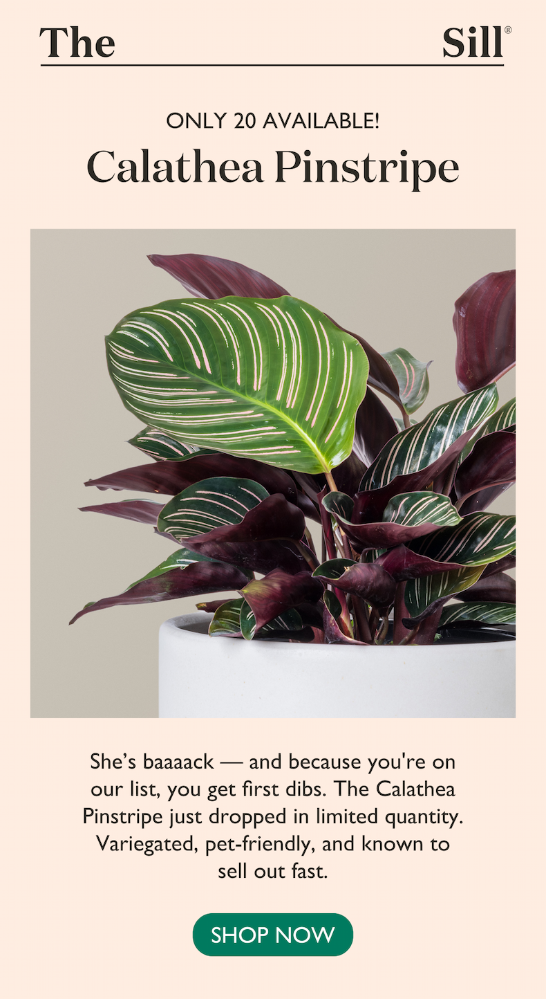 Only 20 available! And you get first dibs. Shop the Calathea Pinstripe now. 