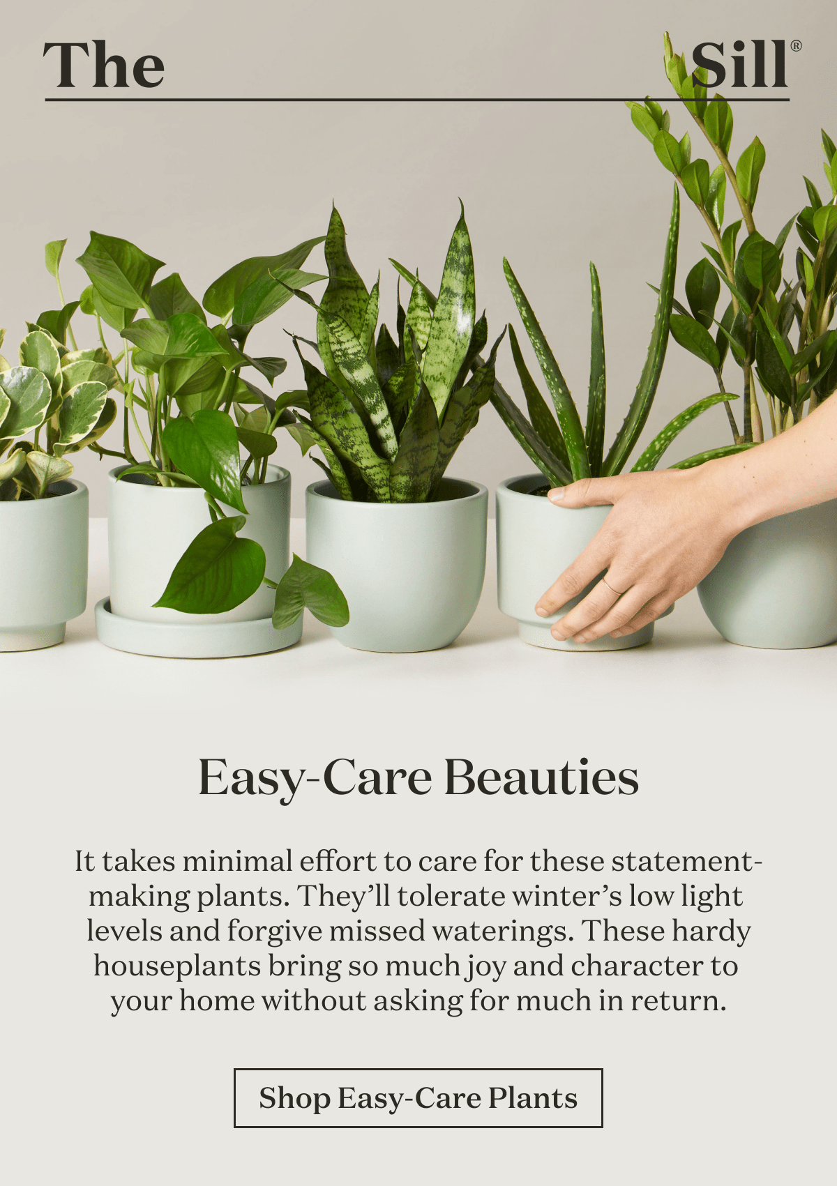 Easy Care Beauties. It takes minimal effort to care for these statement-making plants. These hardy houseplants will tolerate winter’s low light levels and forgive missed waterings. They’ll bring so much joy and character to your home without asking for much in return.