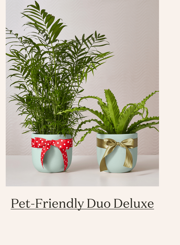 Friendly Duo Deluxe 