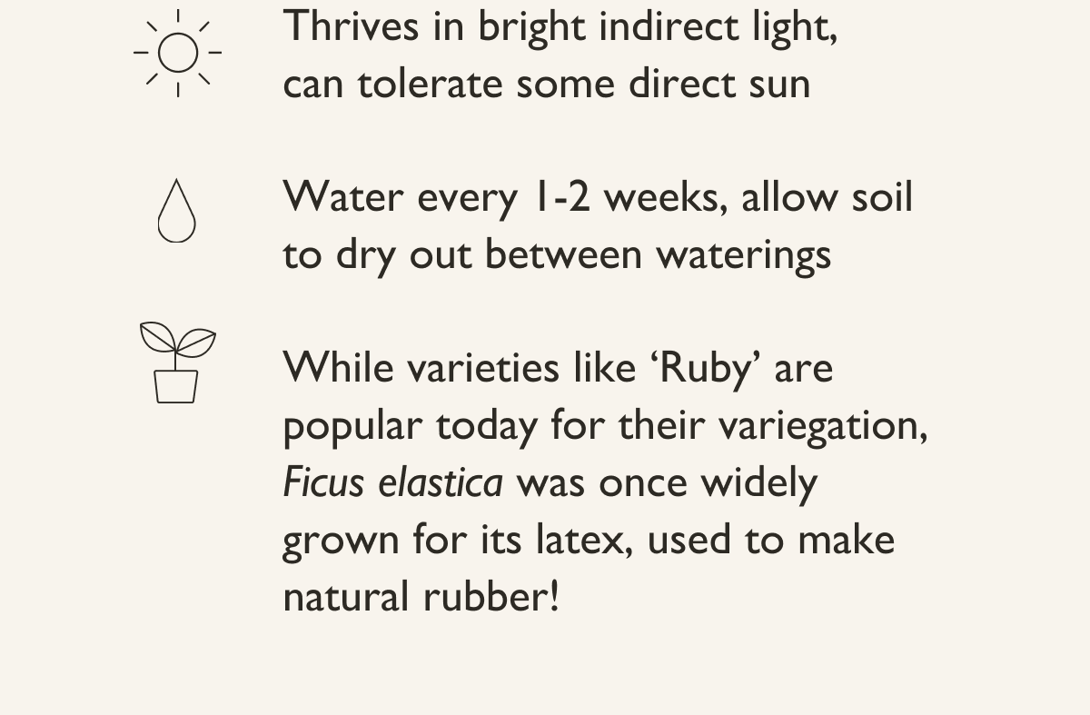 The Ficus Ruby thrives in bright indirect light, but can tolerate some direct sun. 