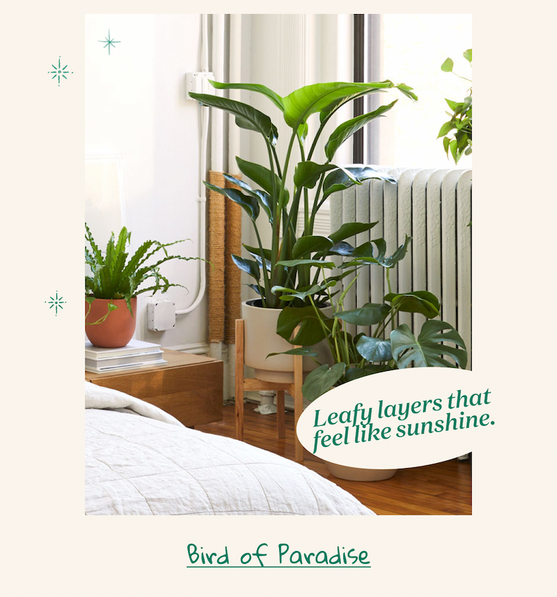 Large Bird of Paradise