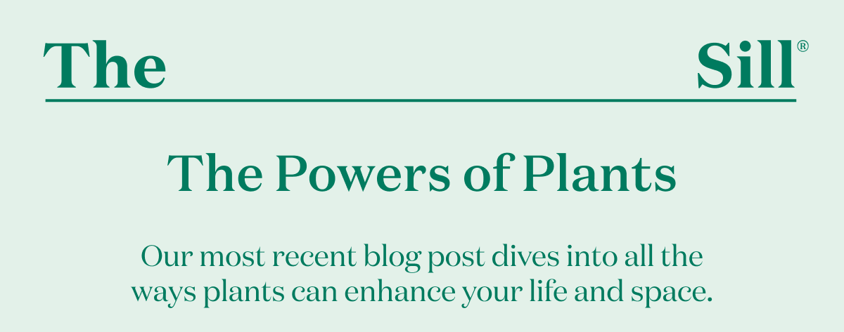 The Powers of Plants. Our most recent blog post dives into all the ways plants can enhance your life and space.