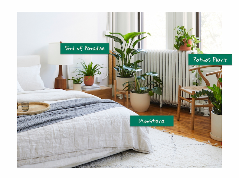 Easy Care Plants