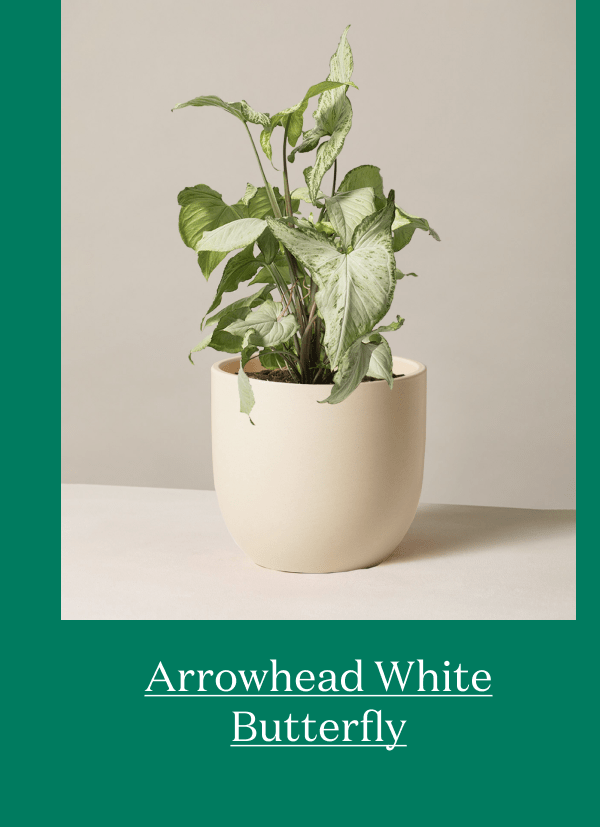 Arrowhead White Butterfly
