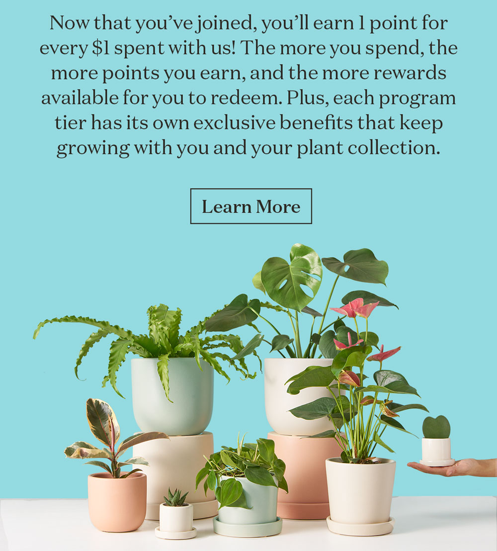 Now that you’ve joined, you’ll earn 1 point for every $1 spent with us! The more you spend, the more points you earn, and the more rewards available for you to redeem. Plus, each program tier has its own exclusive benefits that keep growing with you and your plant collection.