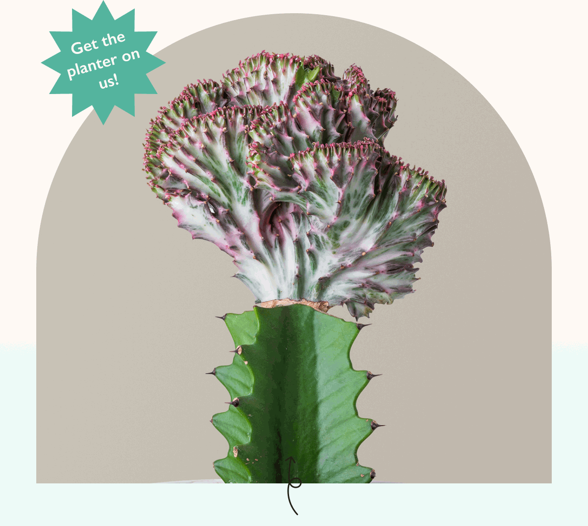 For a limited time, get a free Grant planter with cactus favorites.