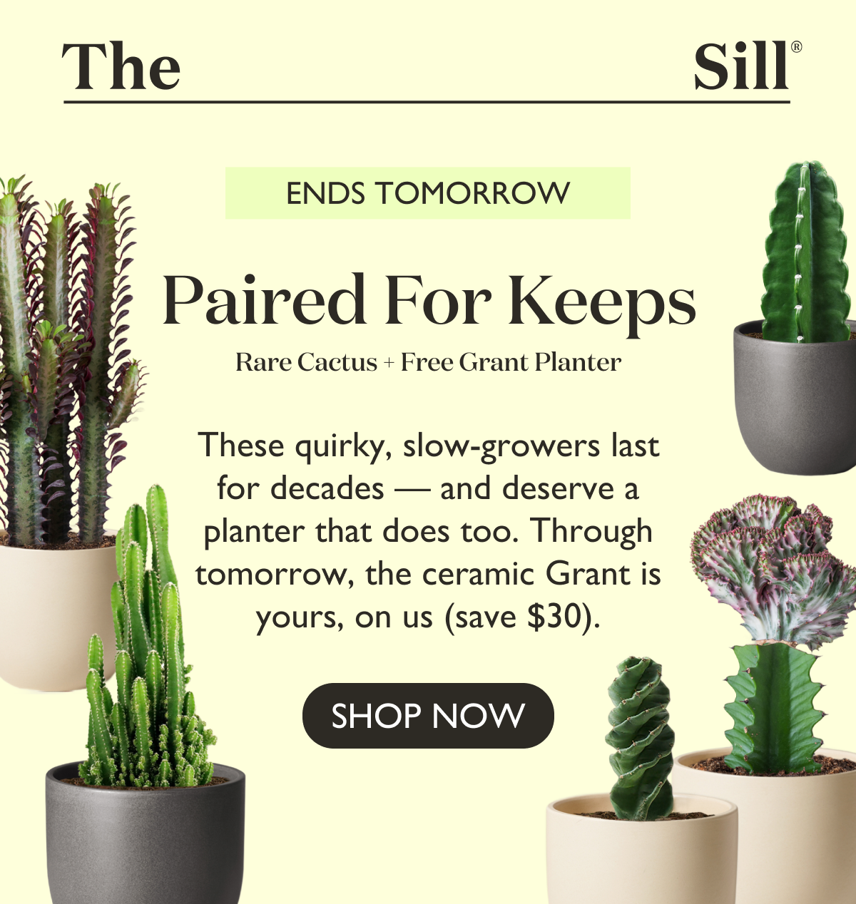 These quirky, slow-growers last for decades — and deserve a planter that does too. Through tomorrow, the ceramic Grant is yours, on us ($30+ savings). Shop now!