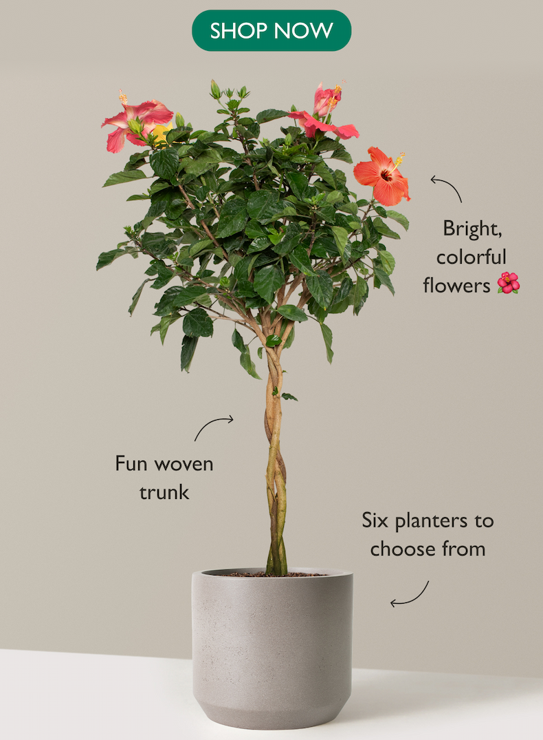 What screams summer more than a Hibiscus Tree? The tropical beauty brings a splash of color and a touch of paradise to any sunny spot. 