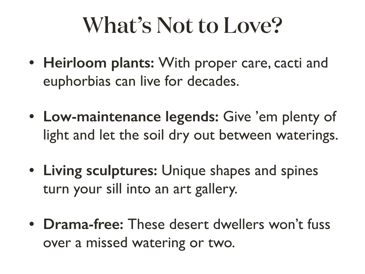 Why we love Cacti and Euphorbias