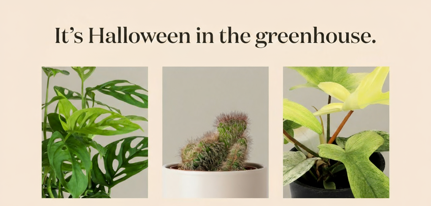 an image of a group of three different types of plants