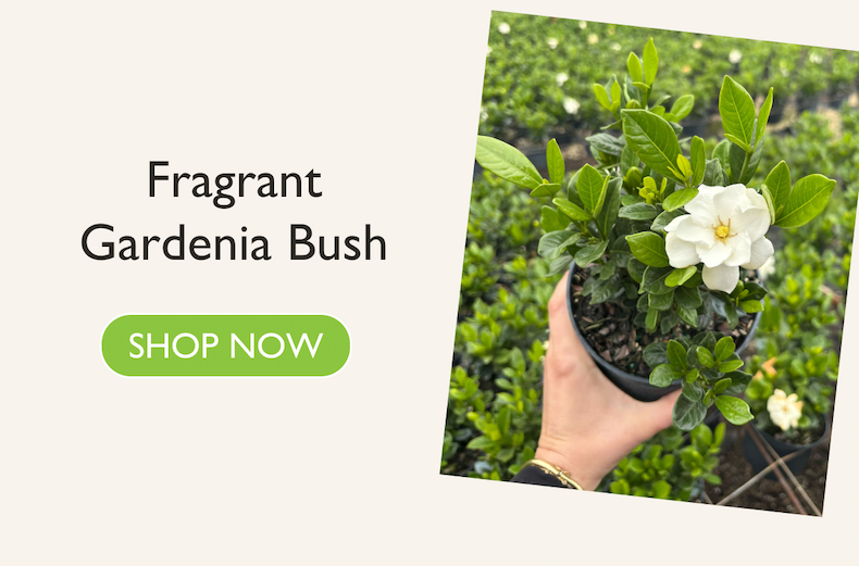 Fragrant Gardenia Bush