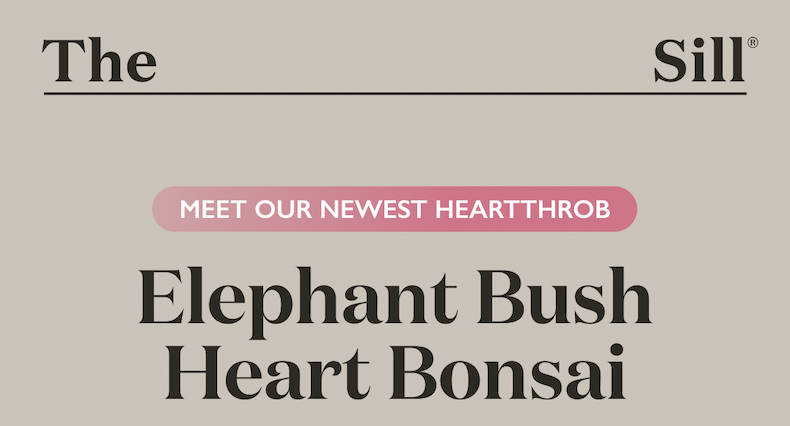 Meet our newest heartthrob, the Elephant Bush Heart Bonsai.